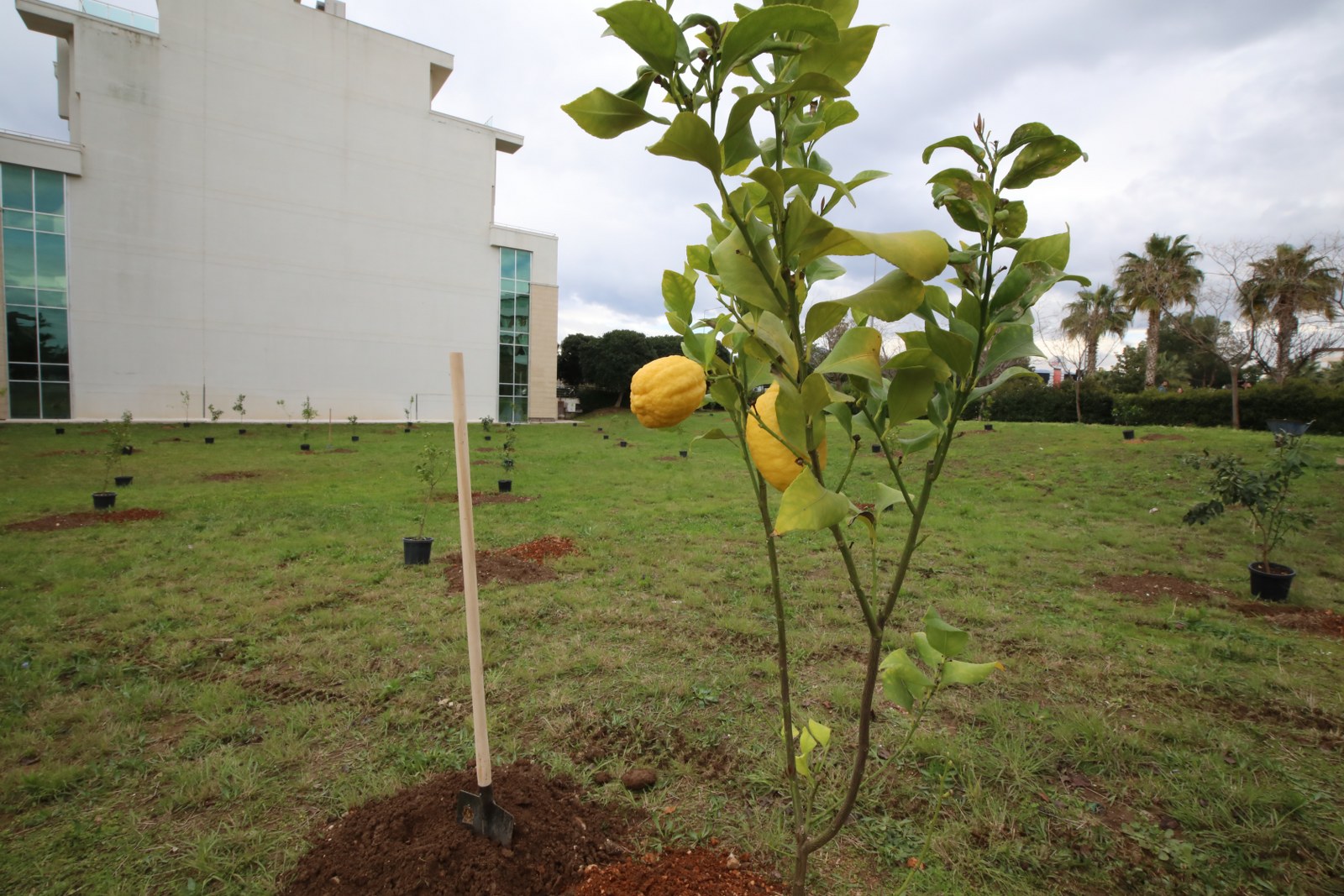 Akdeniz &Uuml;niversitesi Fidan Dikimi