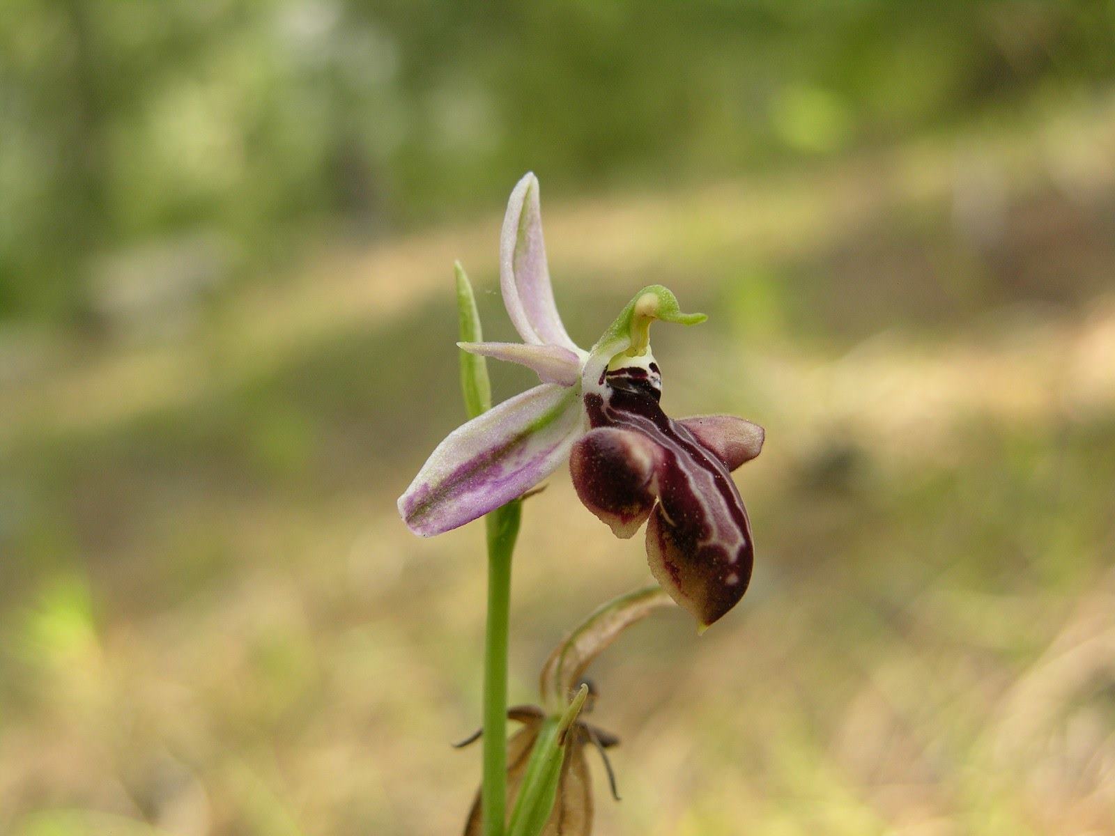 Antalya-Orkidesi-Ophrys-antalyensis-1_1600x1200.jpg