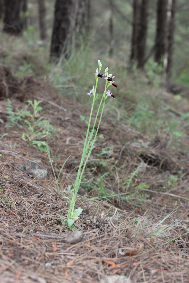 Antalya-Orkidesi-Ophrys-antalyensis-2_800x1200.jpg