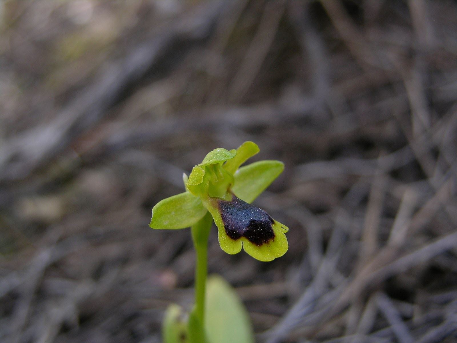 Saman-Orkidesi-Ophrys-urteae-1_1600x1200.jpg