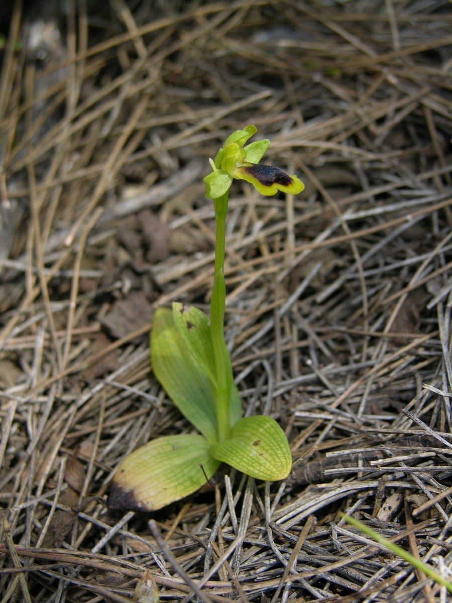 Saman-Orkidesi-Ophrys-urteae-2_900x1200.jpg