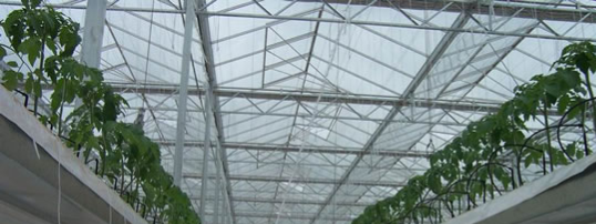 <p>Greenhouse Automation Systems</p>