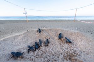 62 Bin Caretta Caretta Yavrusu Kurtarıldı2.jpg