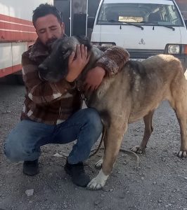 Kangal Köpeği Dostum Her Gün Yemek Taşıyor.jpeg