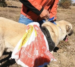 Kangal Köpeği Dostum Her Gün Yemek Taşıyor2.jpeg